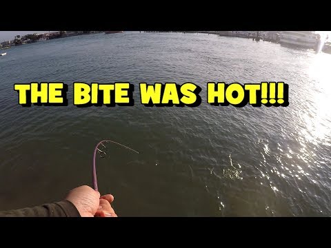 HAWT!!! Amazing Multi-Species BACKBAY BITE! (Fishing the Clearwater Bay)