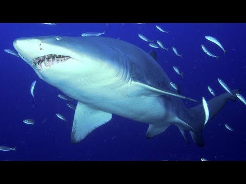 أجندة | الوثائقي المُميز  أغرب تصرفات أسماك القرش (HD (Shocking Sharks مدبلج
