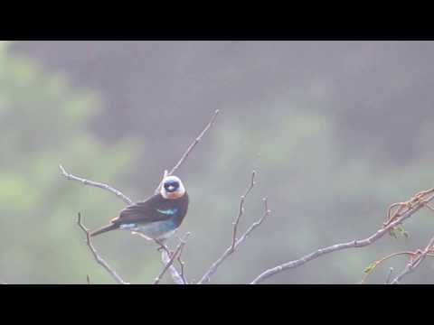 Golden-hooded Tanager