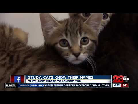 Study: Cats know their names - YouTube