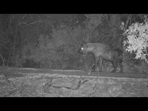 Djuma: Two Hyena on dam wall - 20:53 - 09/20/20