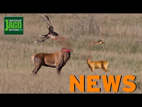 Bache in Glaserei, Fasan statt Bodennebel, Unbekannter enthauptet Wild u.w. - DJZ-NEWS KW 1 2016