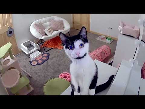 A Hilarious and Adorable Compilation of Silly Animals