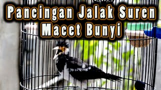 Download lagu đź”´ SUARA PANGGILAN JALAK SUREN, PANCINGAN JALAK SUREN MACET BUMYI mp3 Download lagu đź”´ SUARA PANGGILAN JALAK SUREN, PANCINGAN JALAK SUREN MACET BUMYI mp3