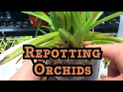 ORCHID CARE: Everything you need to Know about repotting a Slipper Orchid / Ravenvision supplies