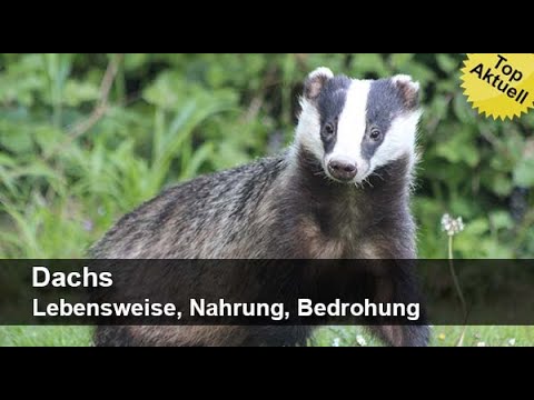 Dachs – Lebensweise, Nahrung, Bedrohung | Trailer MedienLB