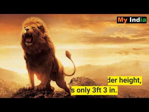 Interesting Facts About Lion