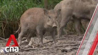 Wild boar population: Measures like habitat modification see success in biggest nature reserve