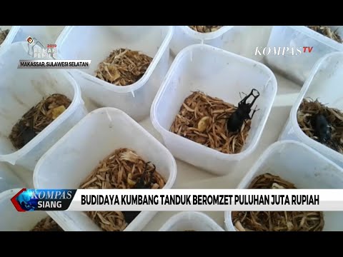, title : 'Budidaya Kumbang Tanduk Beromzet Puluhan Juta Rupiah'