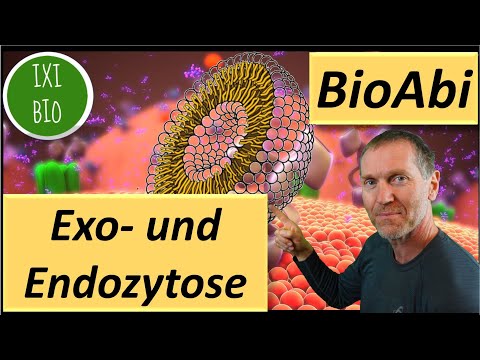 15 points in your A-levels? Exocytosis+Endocytosis - Transport via Vesicles - Operators: Evaluate...