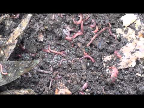 Worms at work