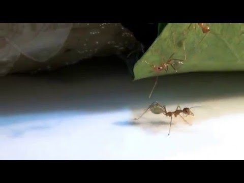 24 02 2016 Oecophylla smaragdina polygyne