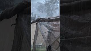 Download lagu Solo Thunderstorm Camping ⚡ Cozy rain sounds for sleeping (ASMR) #campinginheavyrain #shorts mp3