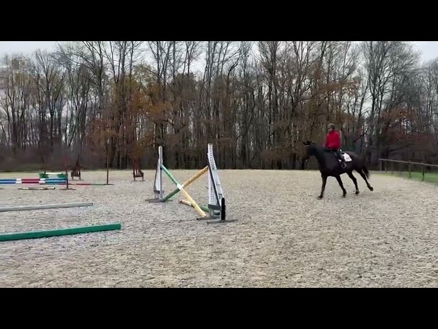 Mare Hanoverian For sale 2020 Dark Bay