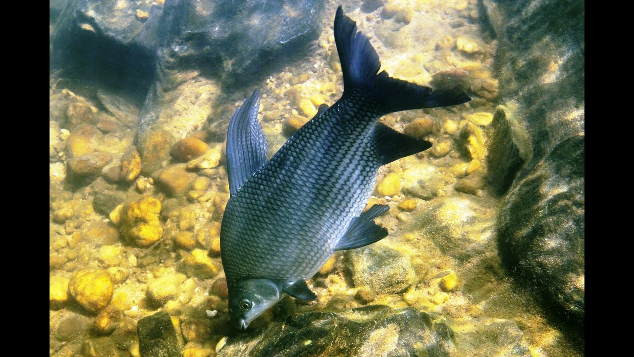 Peixes do Velho Chico