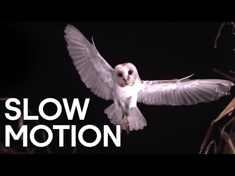 Birds in Slow Motion | BBC Earth Explore