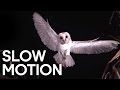 Birds In Slow Motion BBC Earth Explore
