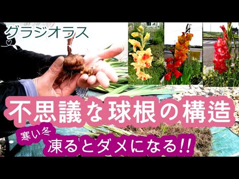 グラジオラスの越冬: これが仕組みです 植物