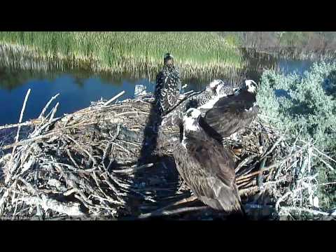 Osprey Intruder or Friend