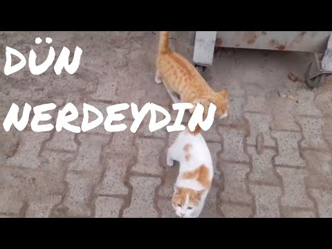 Benden Şikayetçi Olan Kedi #cats #animals