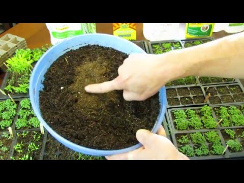 When to water your vegetable seeds & bottom watering
