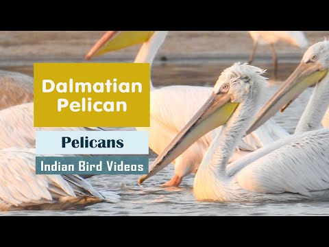 Pelikán kučeravý (Pelecanus crispus) — Dalmatian Pelican