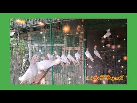 chempiyan supiri paravi