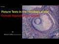 Picture tests in histology reproductive system - female