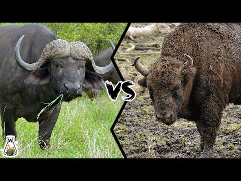 CAPE BUFFALO VS AMERICAN BISON - Which is more powerful?
