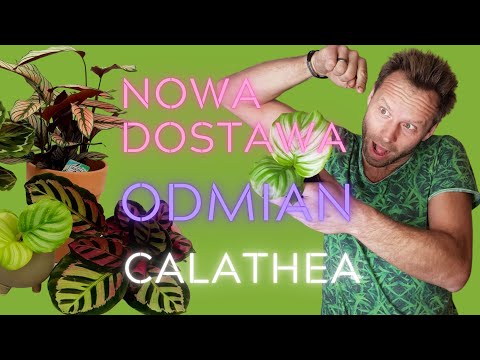 NOWE ROŚLINY🍃CALATHEA W FLORENS MARKET