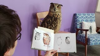 Филин Ёль выступает моделью у художников-анималистов. Как нарисовать сову?
