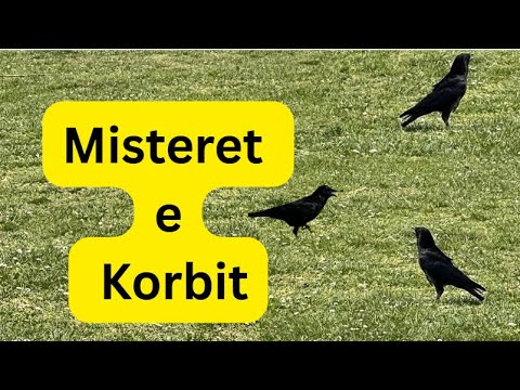 The Mysteries of the Raven, The Raven – The Mysterious Bird That Knows More Than You Think!