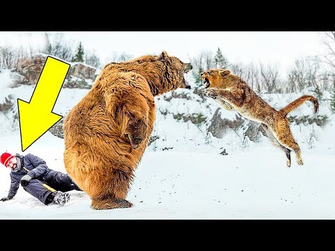 Dziki Niedźwiedź Uratował Mu Życie Stając w Jego Obronie - Piękna Historia