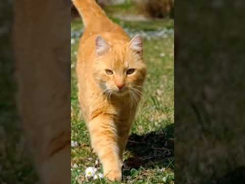 Cat Orange Cat Domestic Cat