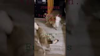 🇨🇦 Junkhouse House Rocks🍁with &quot;Praying for the Rain&quot;