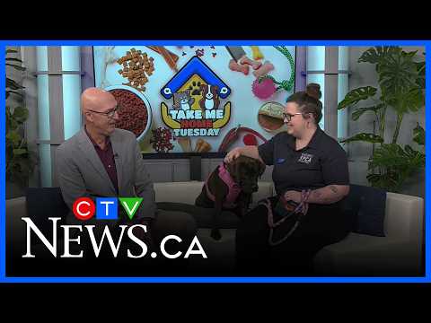 Active 9-month-old lab bulldog, Betty, looking for a home - YouTube