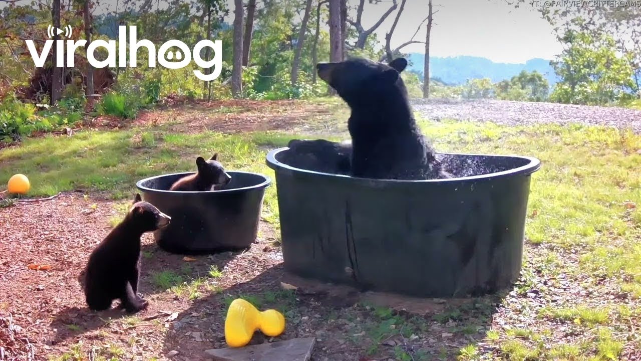 Bear Family Cools Off During Heat Wave || ViralHog