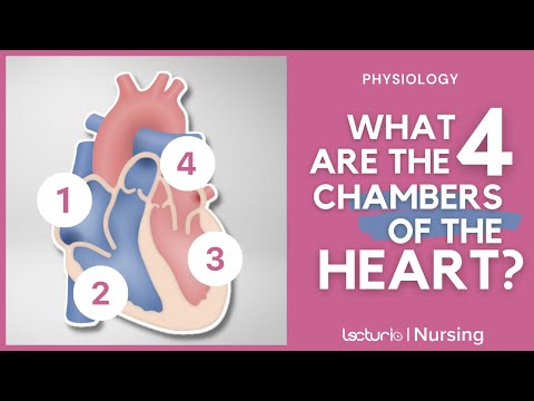 ATRIA and VENTRICLES: Chambers of the Heart | Physiology | Lecturio Nursing