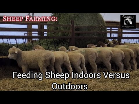 , title : 'Sheep Farming: Feeding Sheep Indoors Versus Outdoors'