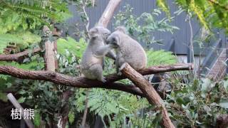 肥妹遊記* 悉尼 澳洲working holiday 值得去既地方 第一站 Taronga Zoo