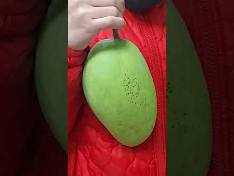 #hashtags  Big Mango 🥭 with funny big 😆 🤣 😄.