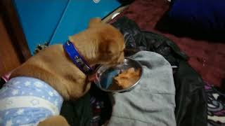 家に来たばかりの犬のご飯の様子
