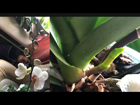 , title : 'Phalaenopsis Orchid How To Care Air Roots With Three Spikes see Description #shorts.'
