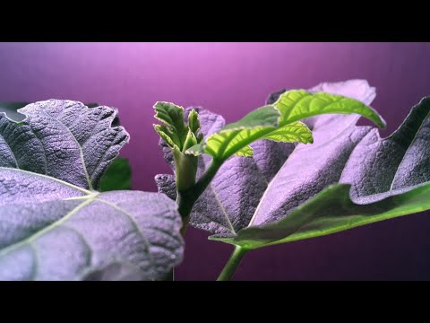 Brown fig plant time lapse, growing figs inside