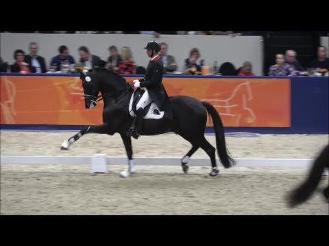 ALL AT ONCE by Ampere - Gribaldi - s'Hertogenbosch Stallion Competition 2019