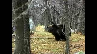 Лов на мечки 04