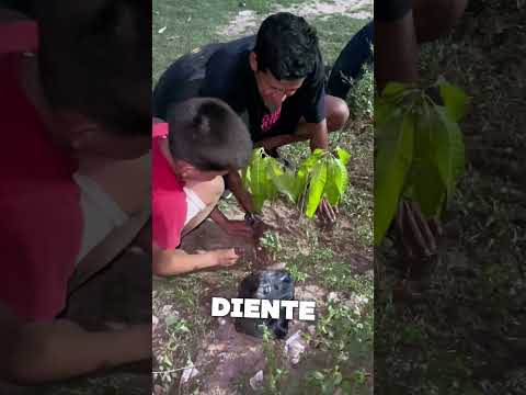 Conciencia ambiental en los niños de Santo Tomás/ Atlántico