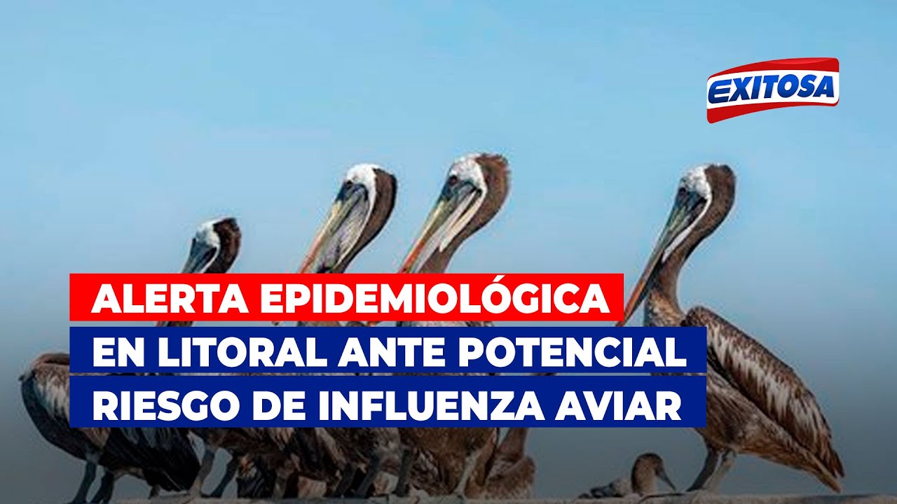 🔴🔵Alerta epidemiológica en litoral ante potencial riesgo de infección de influenza aviar