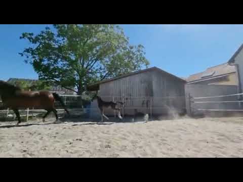 Hengstfohlen *12. Juni 2022 von Dancier Gold x Floriscount x Hohenstein