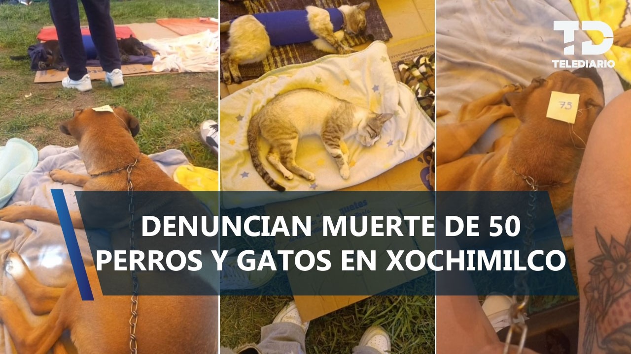 Denuncian la muerte de perros y gatos tras jornada gratuita de esterilización en Xochimilco